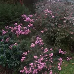 Les Insolites Watronville