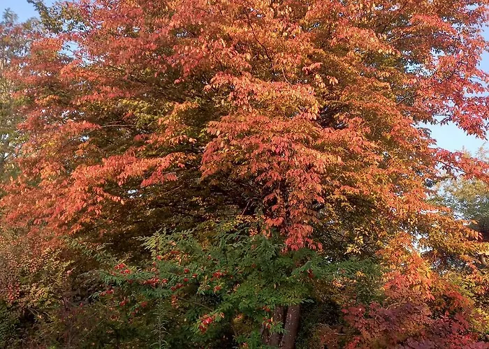 Les Insolites Watronville