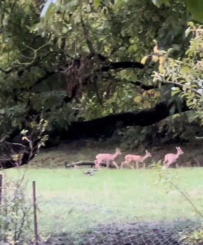 Les Insolites Pensjonat Watronville
