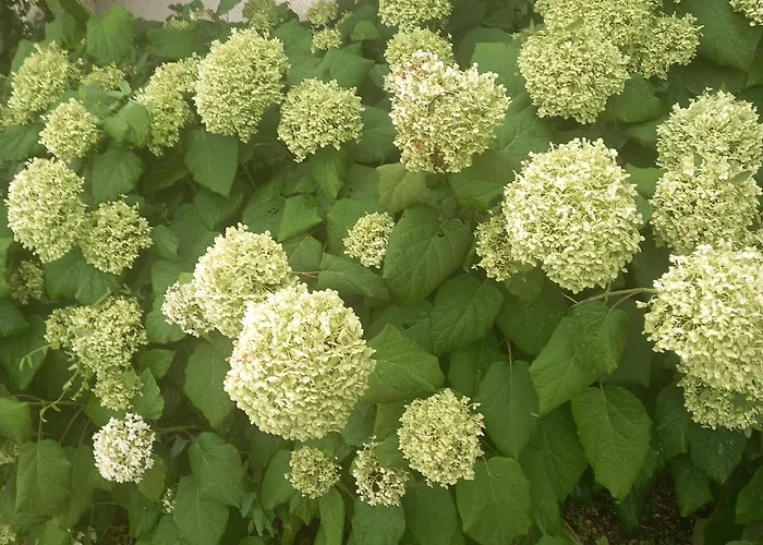 Les Insolites Guest house