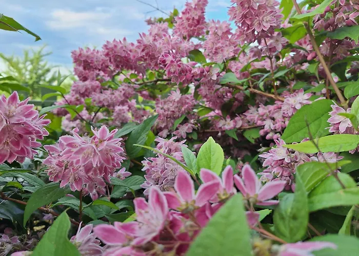 Pensjonat Les Insolites